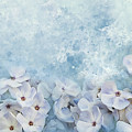 Summer Phlox Textures