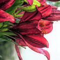 Vibrant Red Asiatic Lilies
